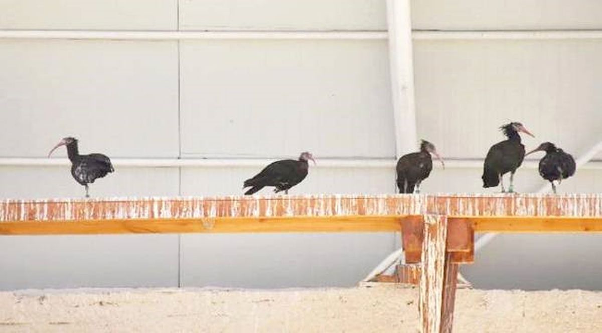 Kelaynakların Sayısı 245\'e Yükseldi
