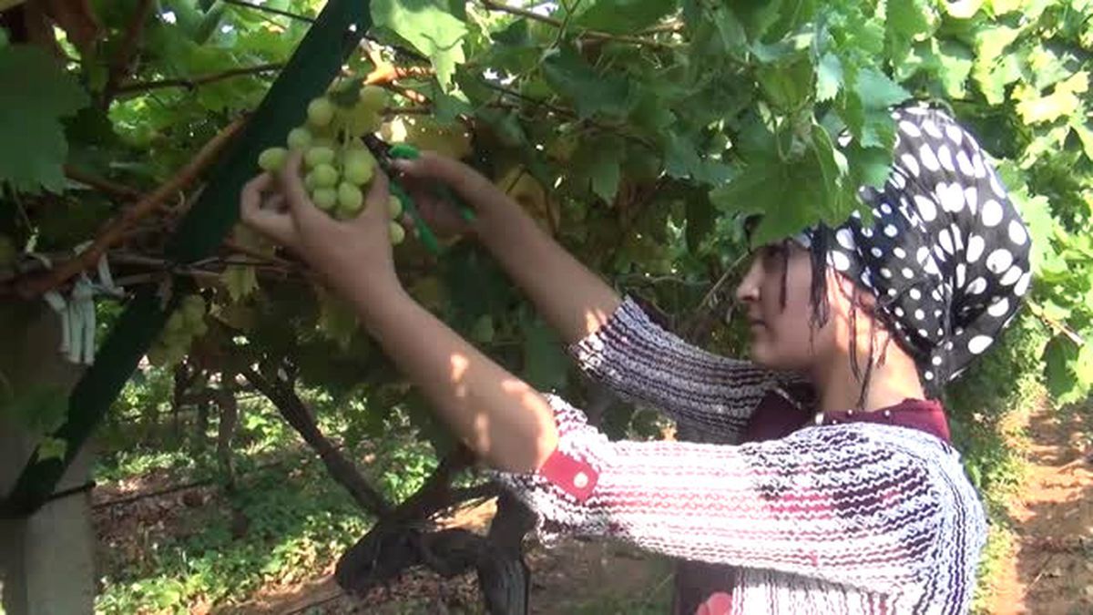 Manisa\'da "Sultaniye" Cinsi Üzümün Hasadı Başladı