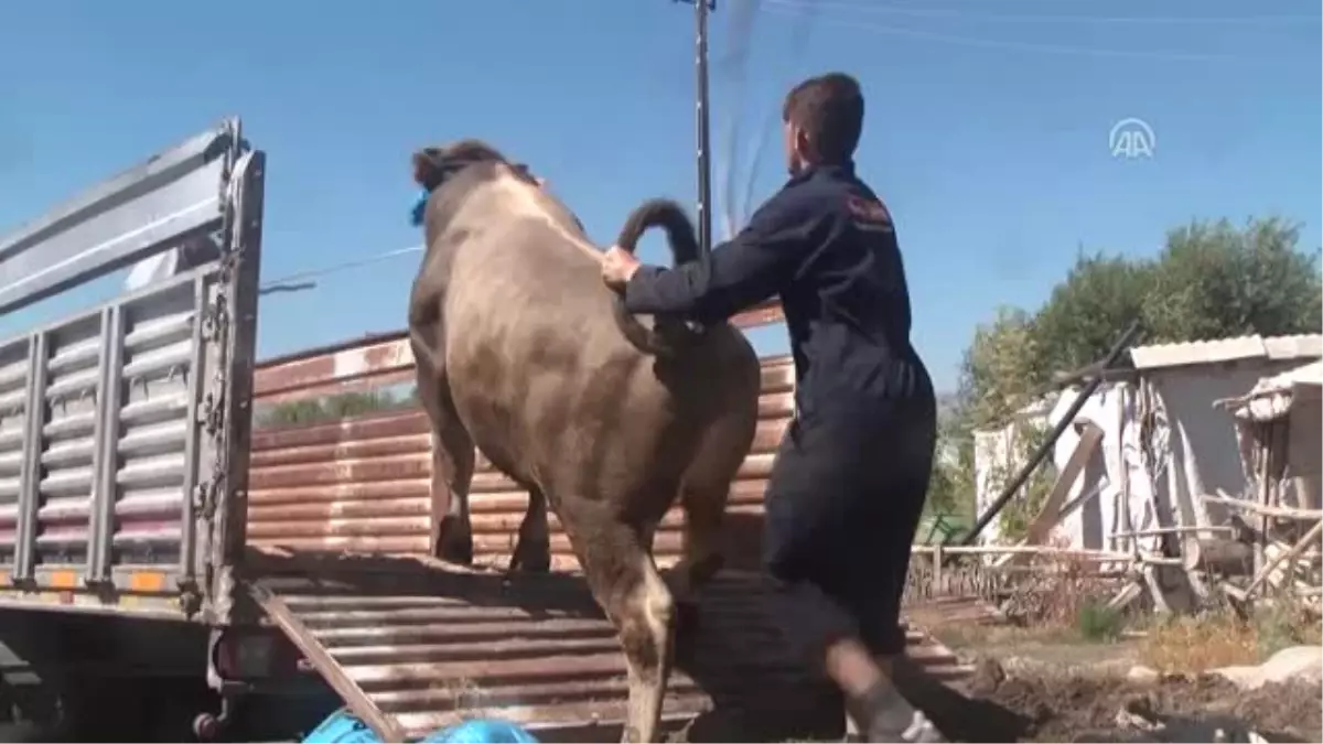 Muş\'ta İlk Kurbanlık Sevkıyatı Yapıldı