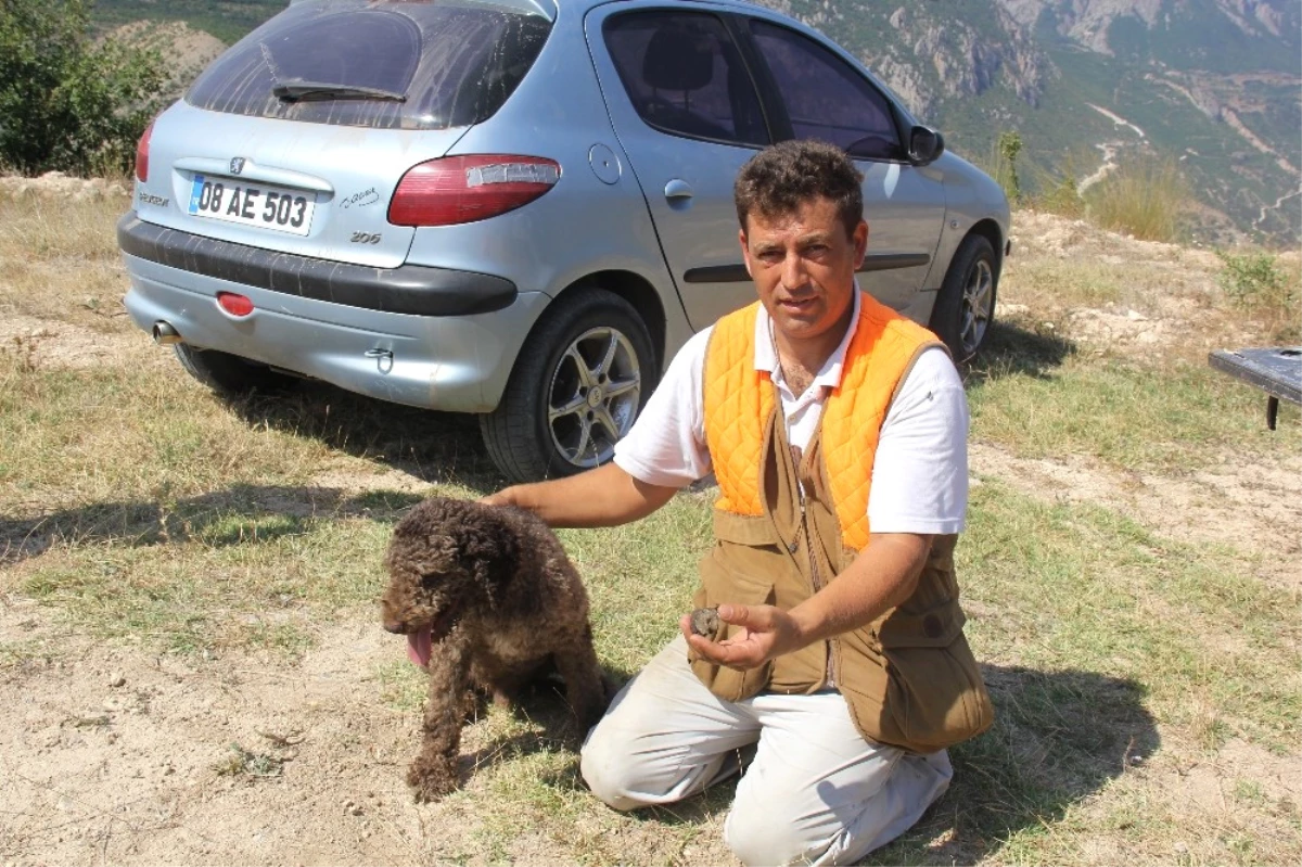 Özel Köpek Arthur\'un 200 Euro\'luk Mantar Avı