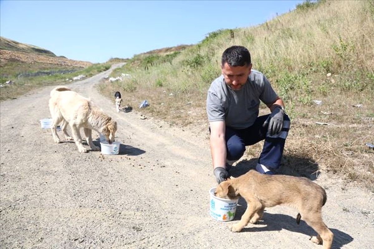 Sivas\'ta Sokak Hayvanları Unutulmadı