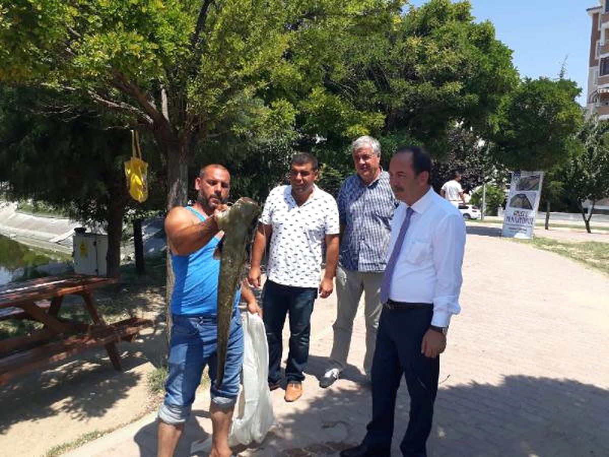 Suyu Boşaltılan Suni Göletten Dev Balıklar Çıktı