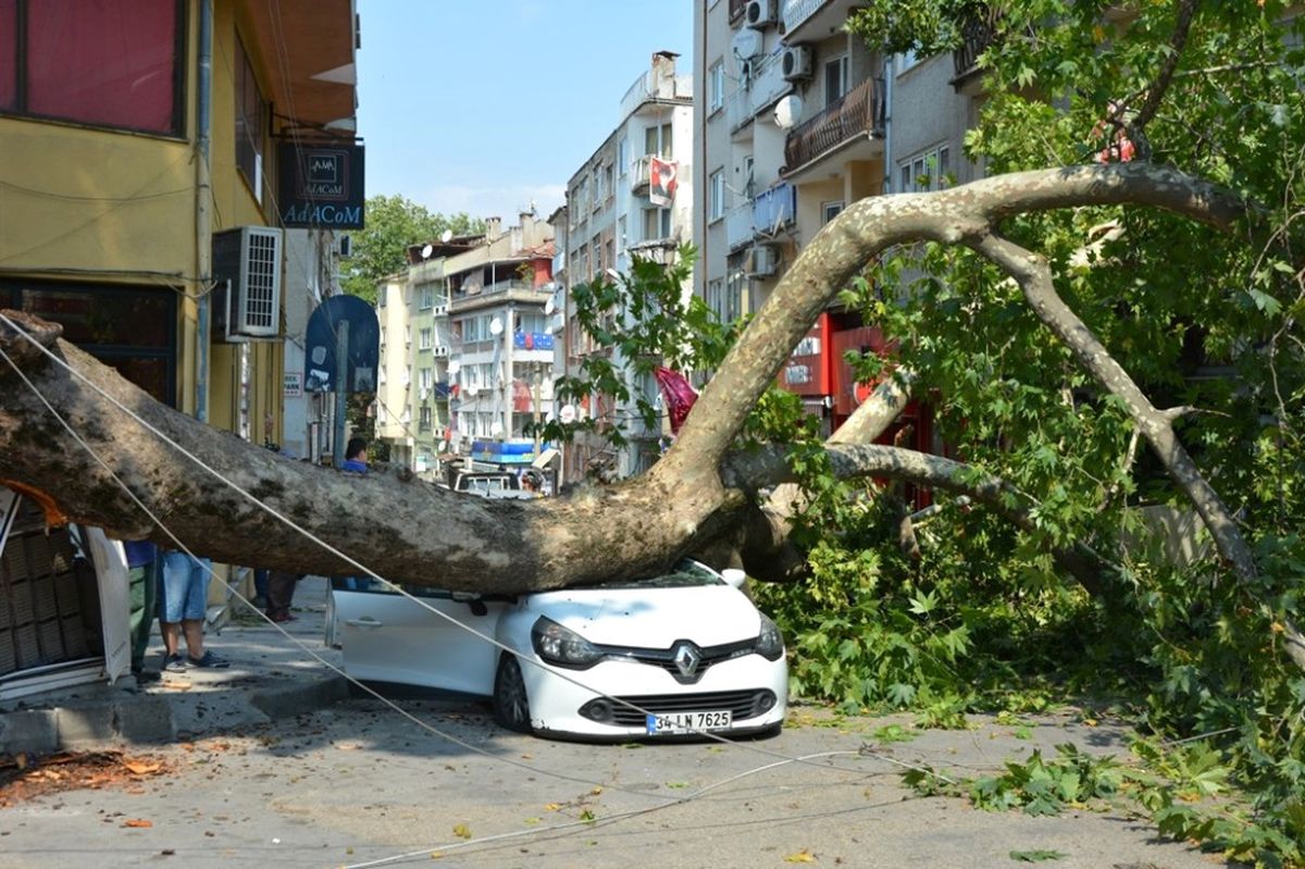 Tarihi Çınar Araçların Üzerine Devrildi: 1 Yaralı