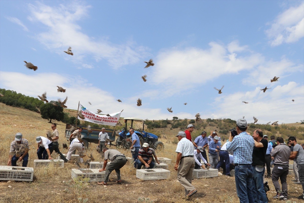 Tedavi Edilen Yaban Hayvanları Doğaya Salındı