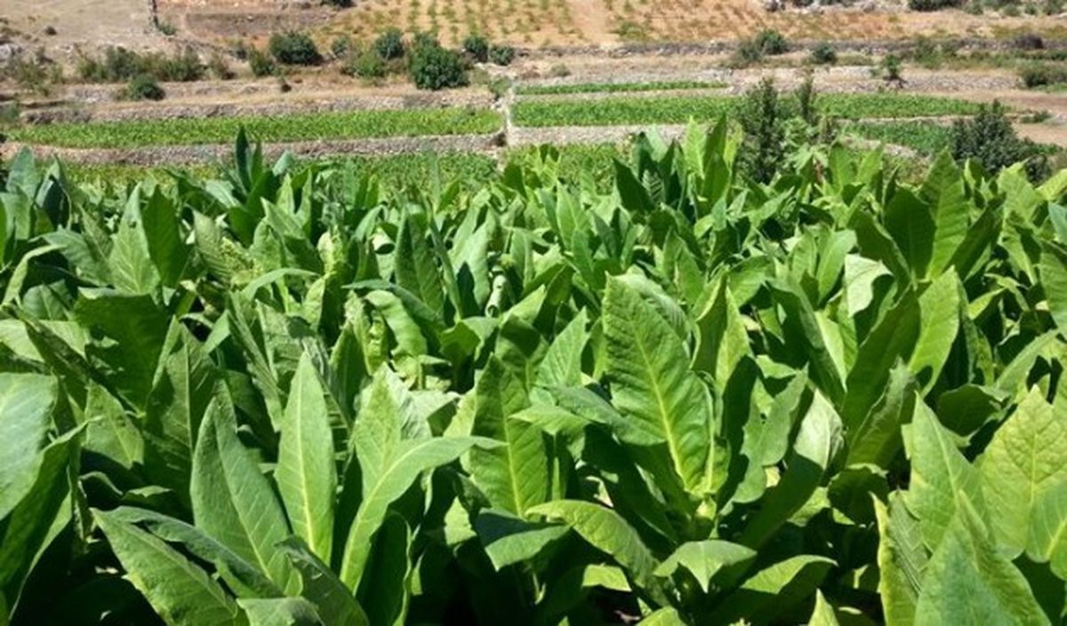 Tütün Açık Artırma Bedeli İlan Edildi
