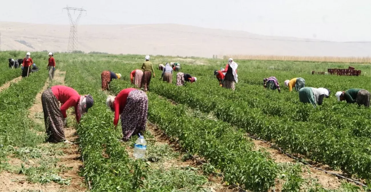 Üniversiteli Kızlar Alın Teri Dökerek Para Kazanıyor