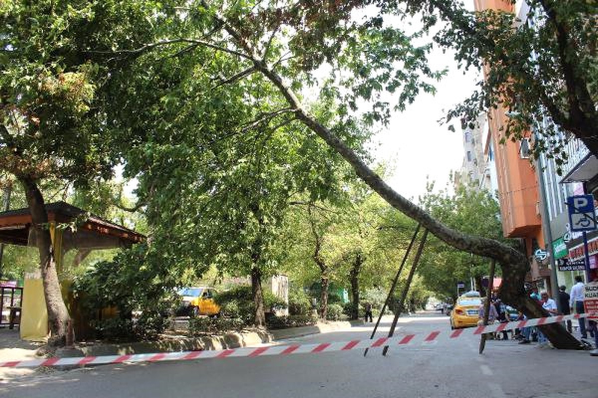 Yarım Asırlık Çınar Yola Doğru Eğilince Kesildi