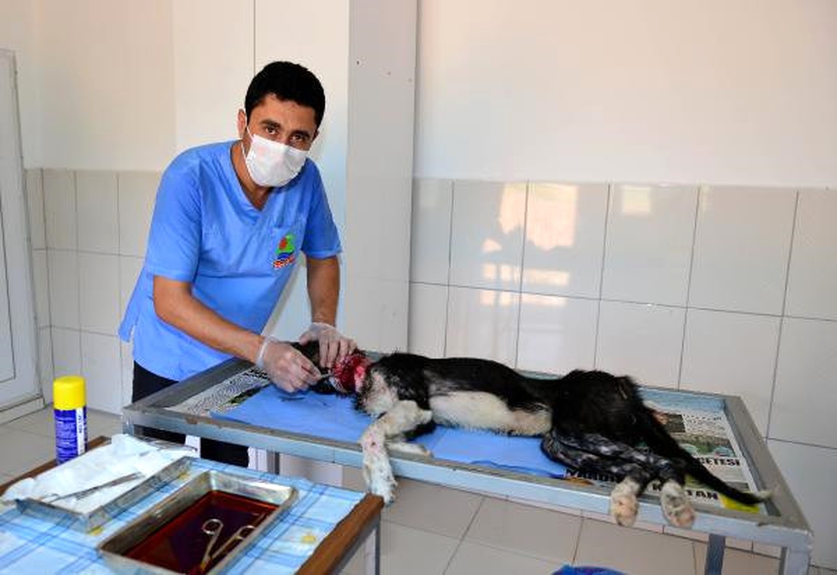 Boynundaki Tasmanın Yaraladığı Köpek Tedaviye Alındı