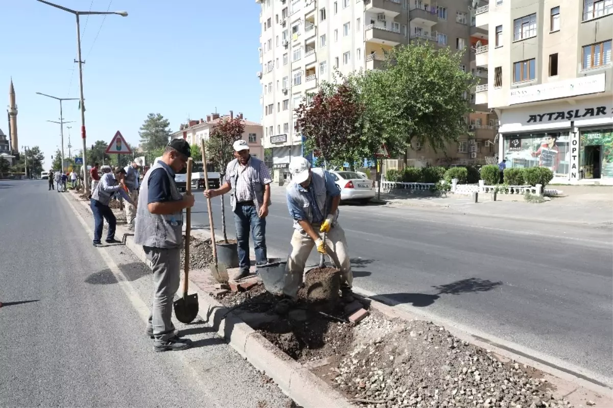 Büyükşehir Belediyesi Yeşil Bir Kent İçin Çalışıyor