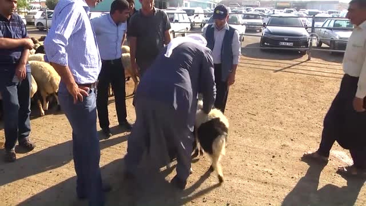 Çubuk Hayvan Pazarı\'nda Kurban Hareketliliği Başladı