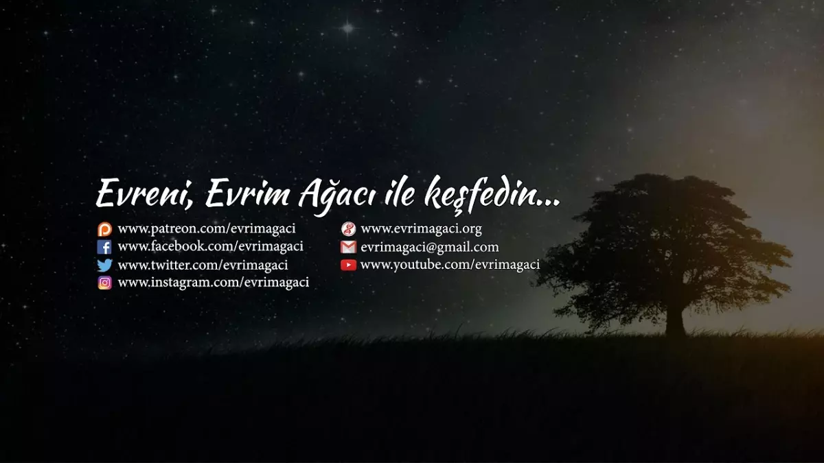 Efnan'ın Sevgiye Dokunması- Evrim Ağacı Özel Yayın