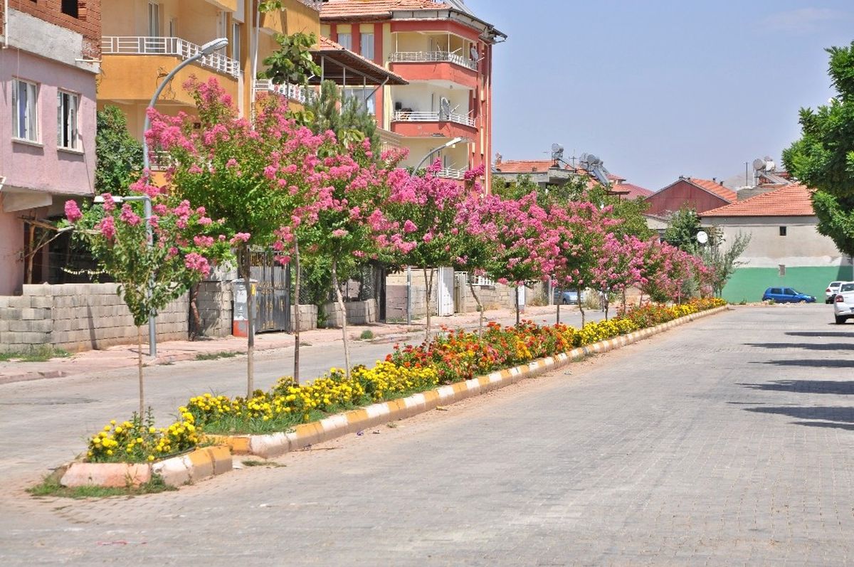 Gölbaşı İlçesi Oya Ağaçlarıyla Daha Güzel Görünüyor