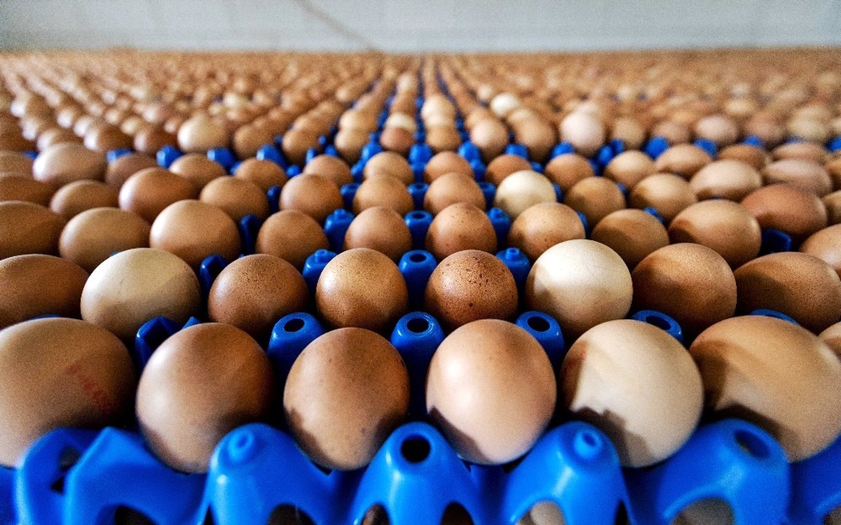 Hollanda\'da Zehirli Yumurta Skandalında 2 Kişi Gözaltına Alındı