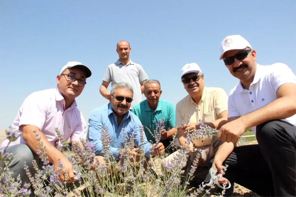 Karaman\'da Deneme Amaçlı Ekilen Lavanta Yüz Güldürdü