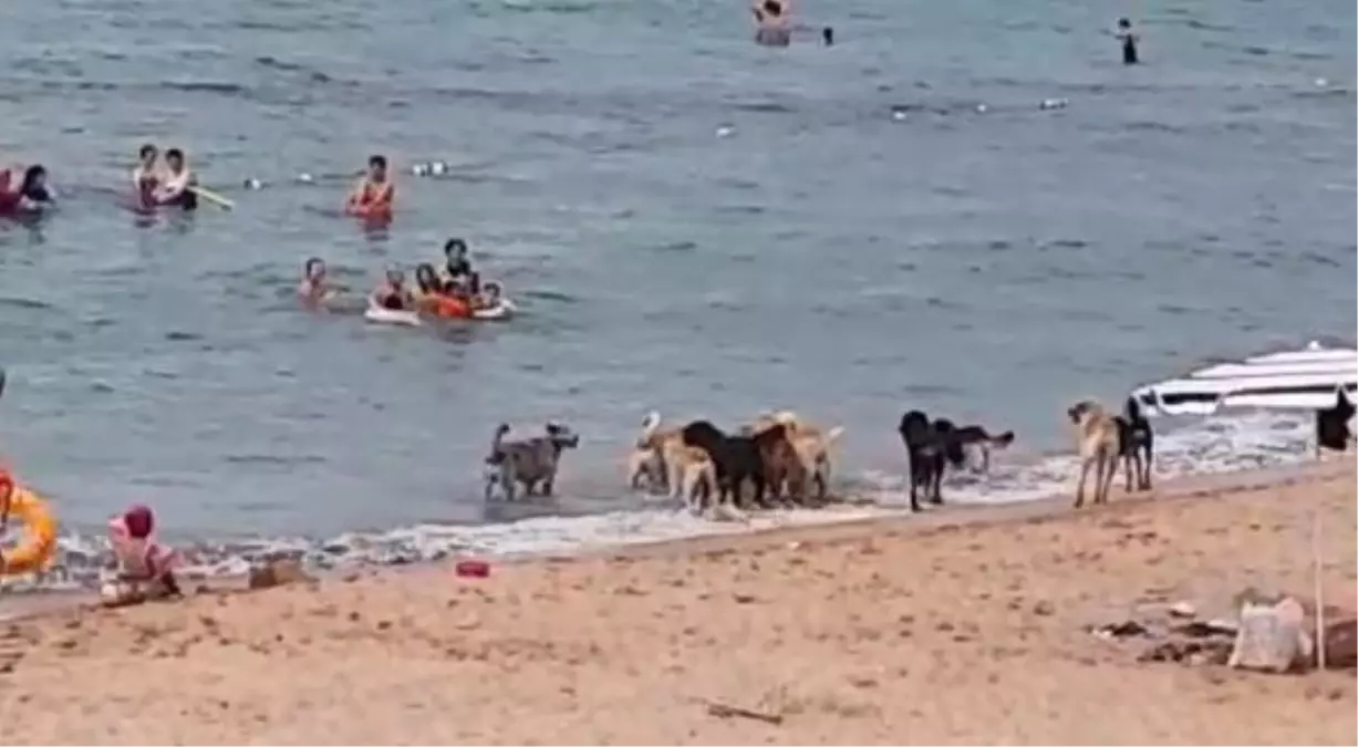 Köpekler Plaja İndi