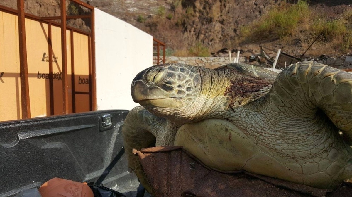 Marmaris\'te Karaya Ölü Caretta Caretta Vurdu