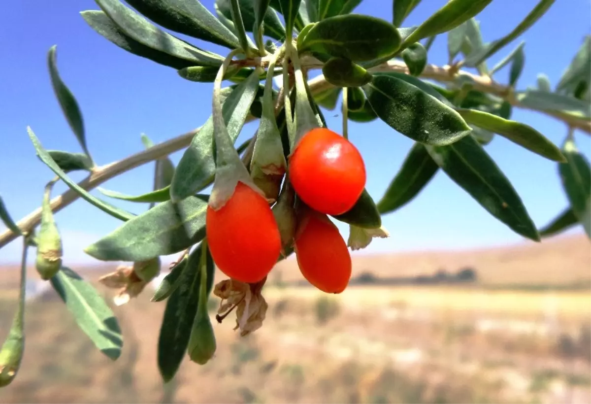 Mutluluk Meyvesi Goji Berry Van\'da Üretildi