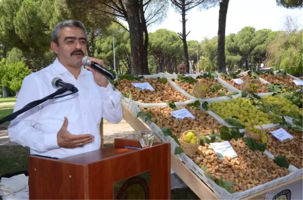 Nazilli\'de Sezonun İlk Kuru İnciri 200 TL\'den Satıldı