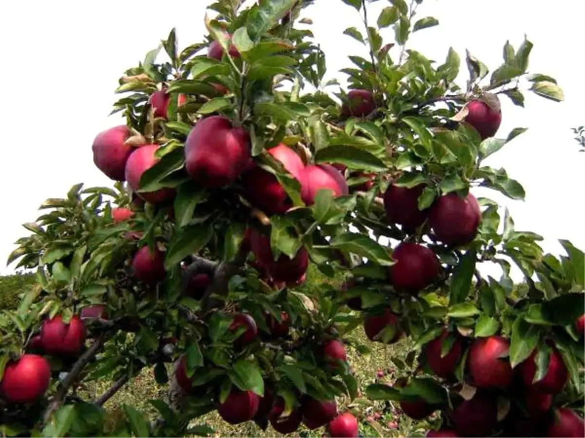 Turfanda Elma Hasadı Başladı