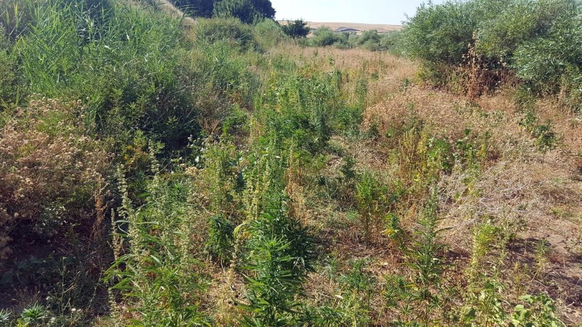 Akyaka\'da 11 Bin 685 Adet Kök Kenevir Ele Geçirildi