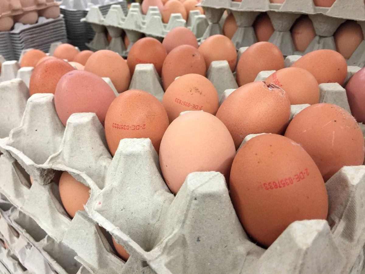 Almanya\'da Fipronil Alarmı