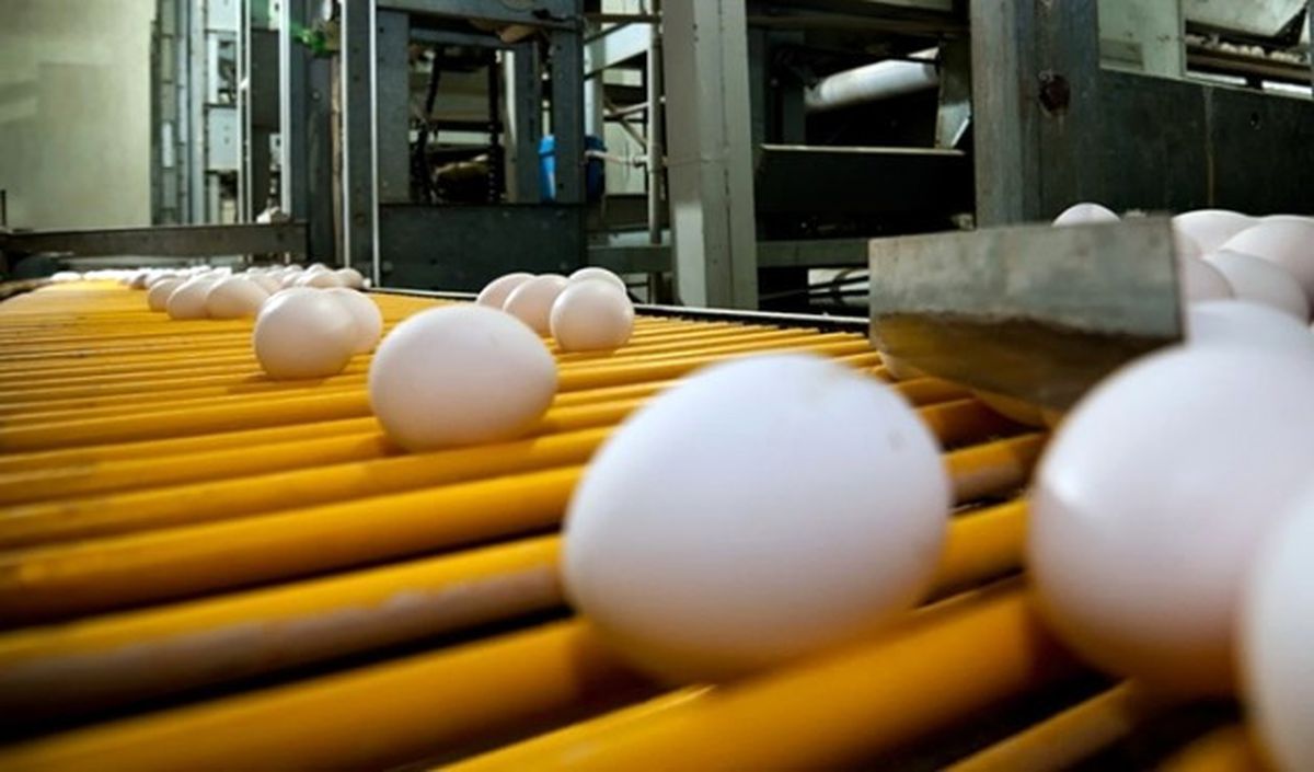 Avrupa\'daki Yumurta Krizi Türk İhracatçısını Umutlandırdı