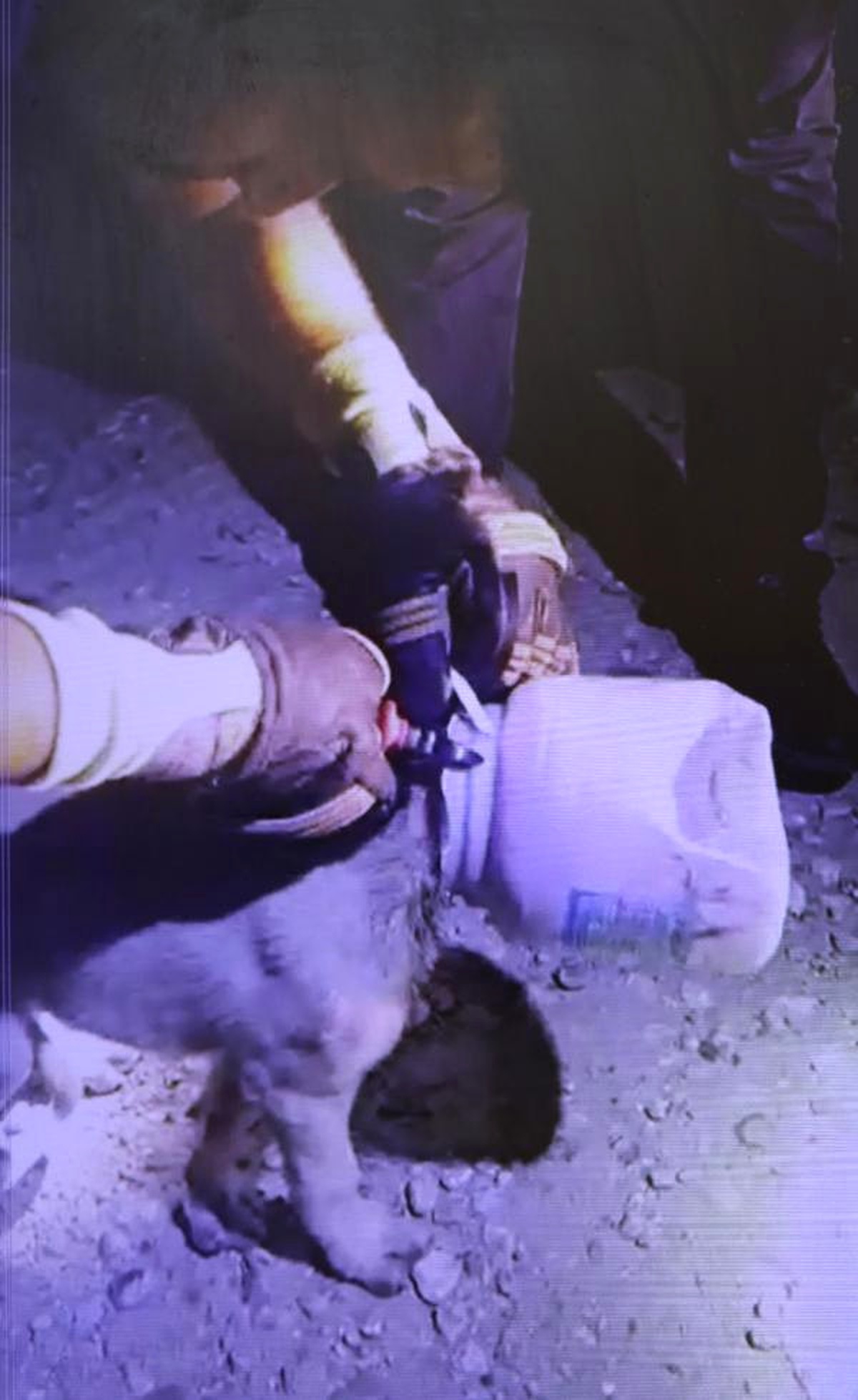 Başı Bidona Sıkışan Yavru Köpeği İtfaiye Kurtardı