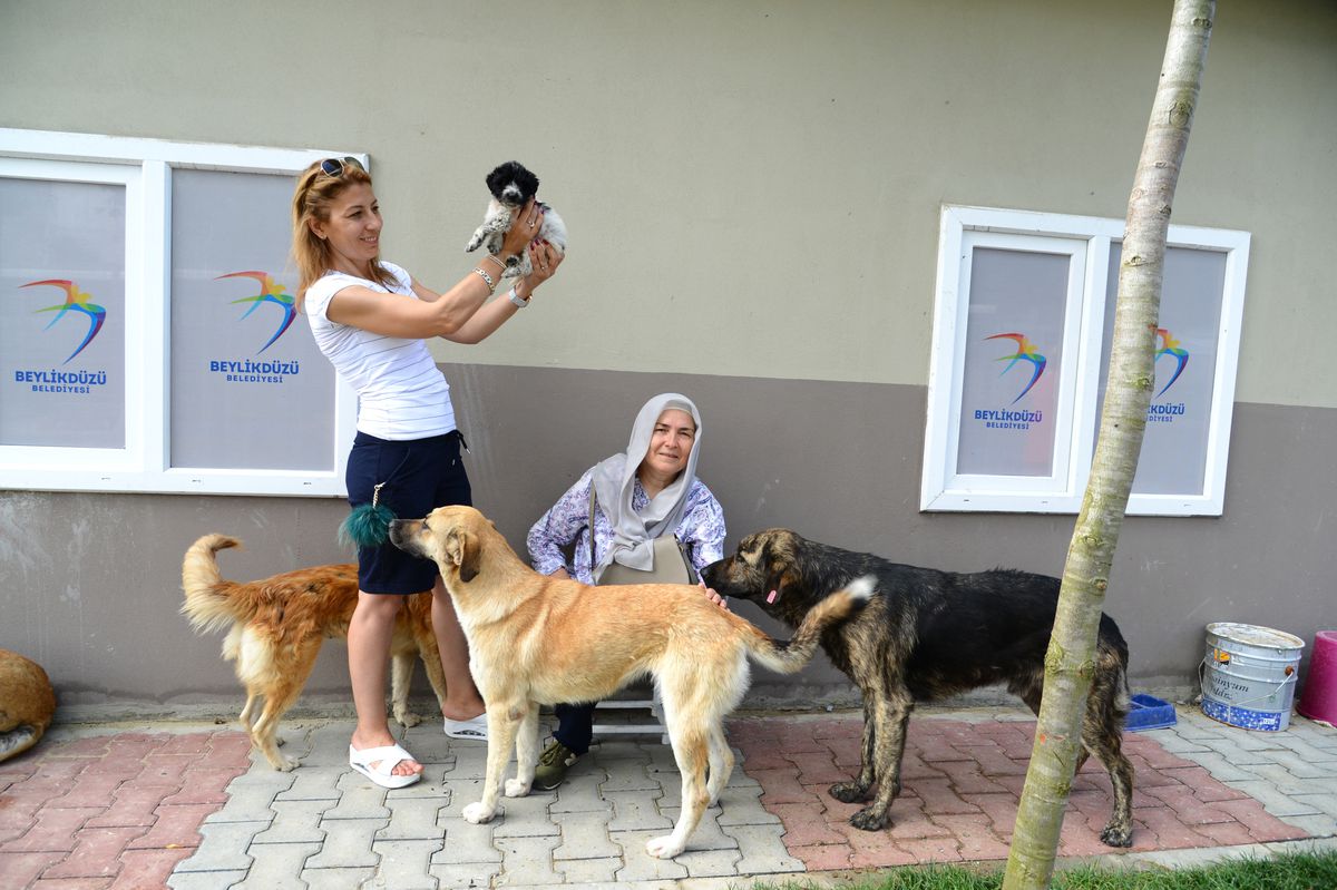 Beylikdüzü\'nde Ücretsiz Kuduz Aşısı Kampanyası Başlıyor
