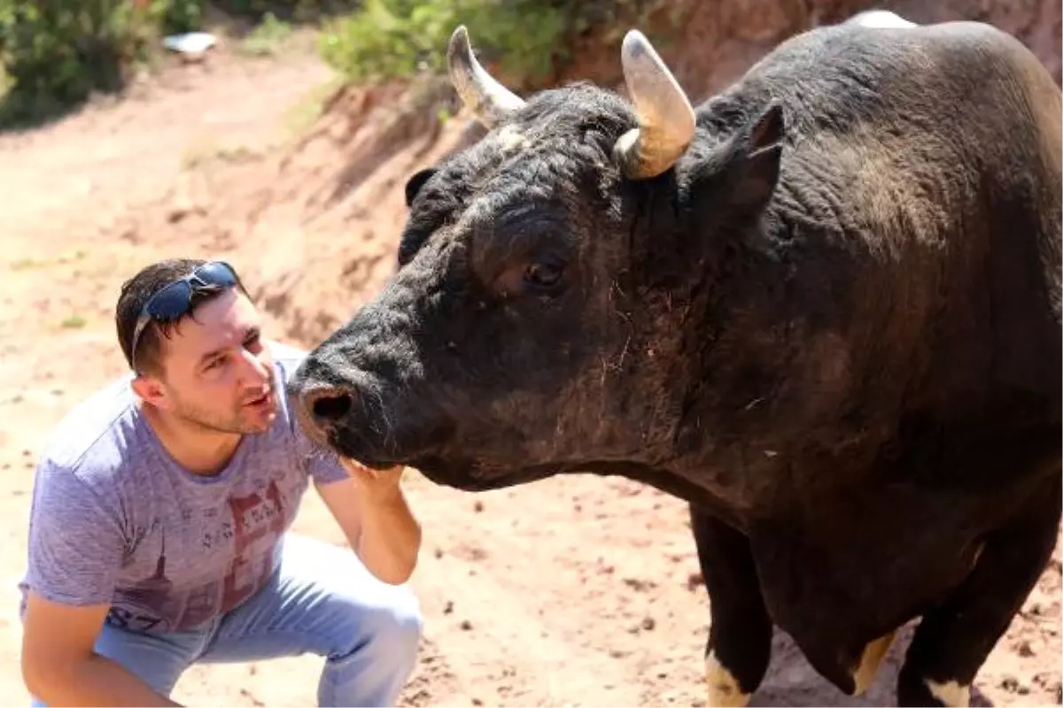Dha Yurt;kafkasör\' Deki Dev Buluşma Öncesi Boğalar Boynuz Kontrolünden Geçirildi