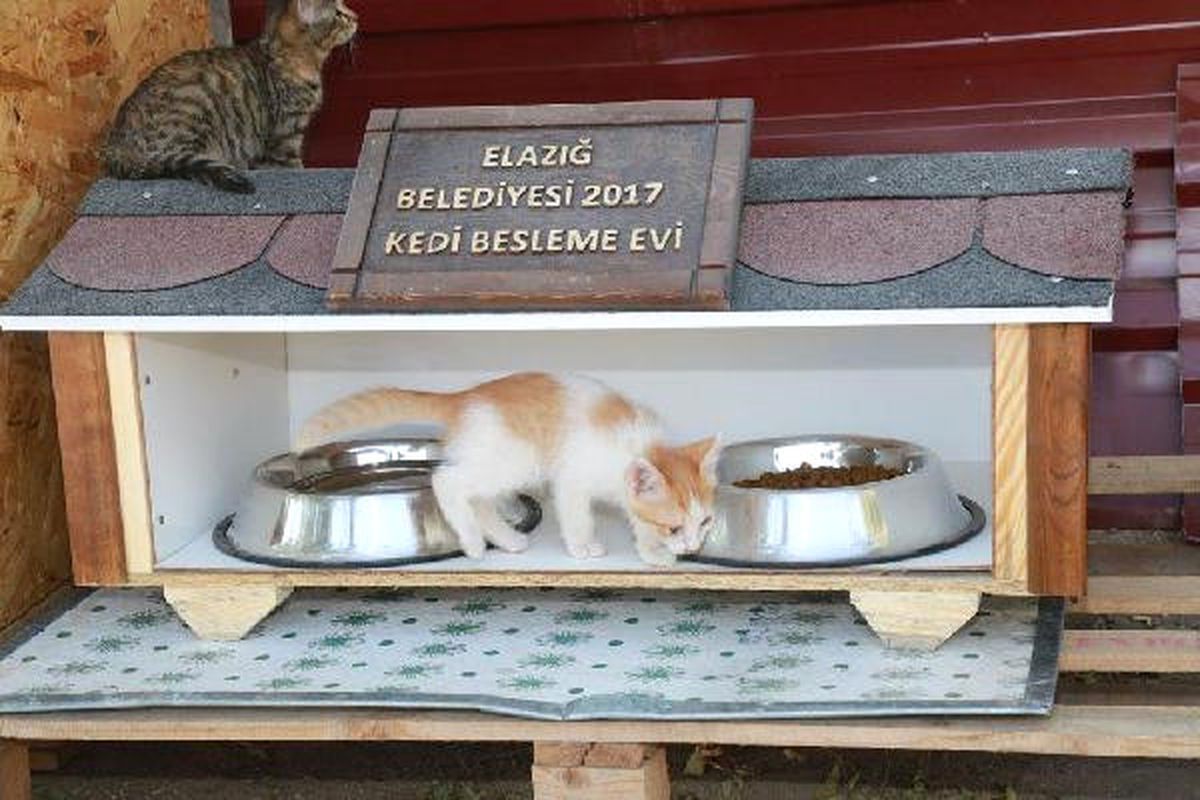 Elazığ\'da Belediye Kedi Evleri Kurdu