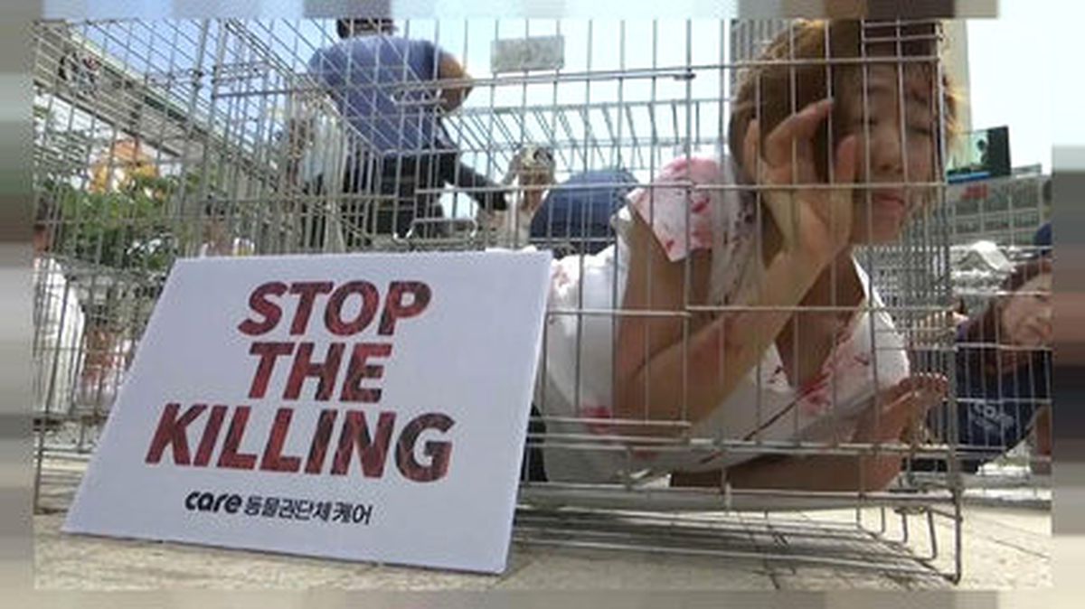 Güney Kore\'de Köpek Eti Protestosu