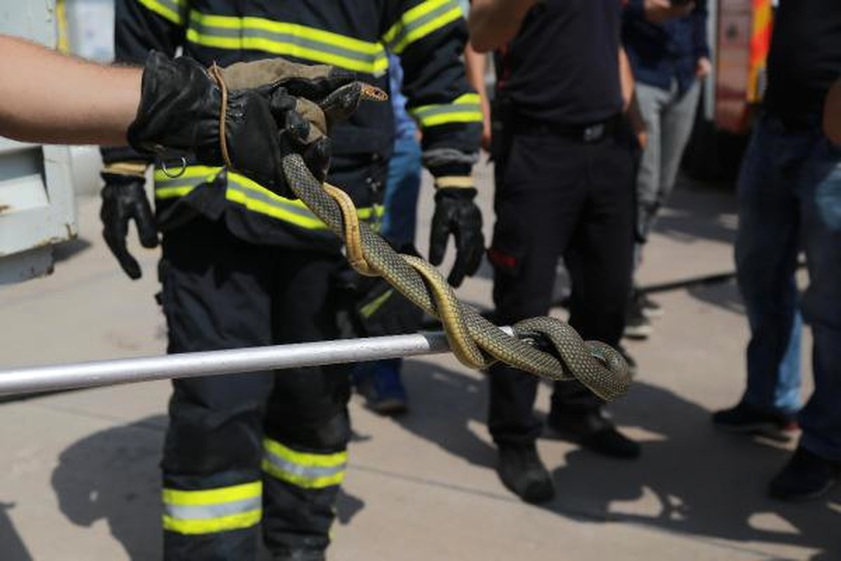 Kamyonete Giren Yılanı İtfaiye Çıkardı