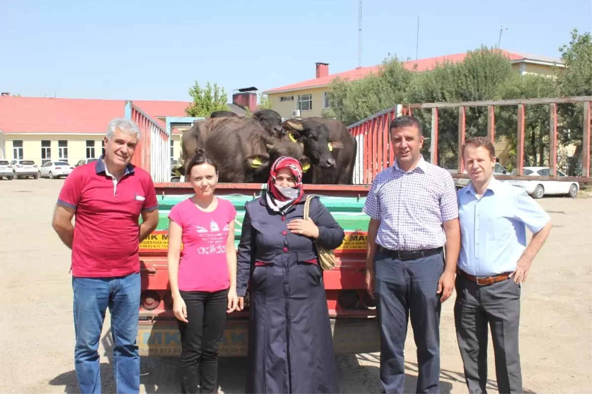 Muşlu Genç Çiftçilere Mandaları Dağıtıldı