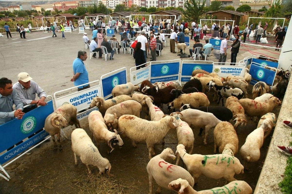 Odunpazarı\'ndan Ücretsiz Kurban Kesim Hizmeti