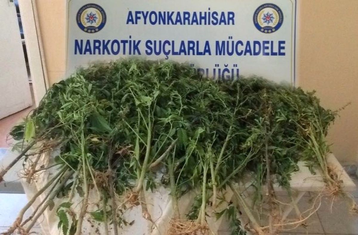 Polis 57 Kök Hint Keneviri Ele Geçirdi