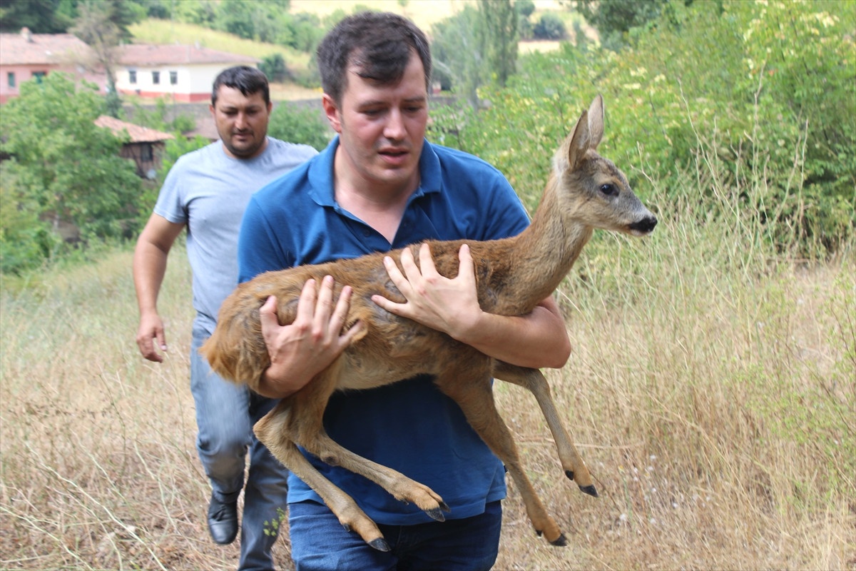 Yaralı Karaca ve Peçeli Baykuş Doğaya Salındı
