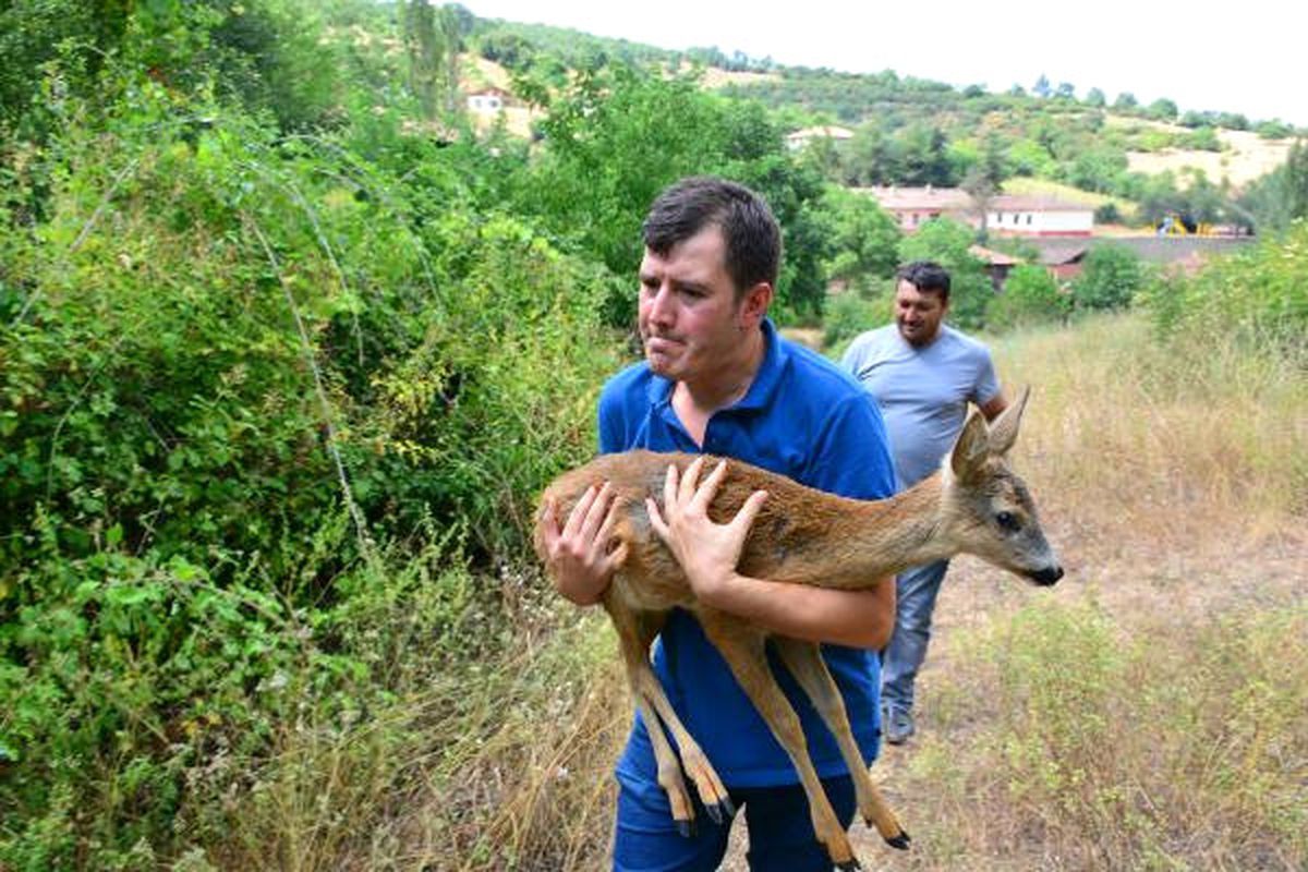 Yaralı Yavru Karaca Tedavi Sonrası Doğaya Bırakıldı