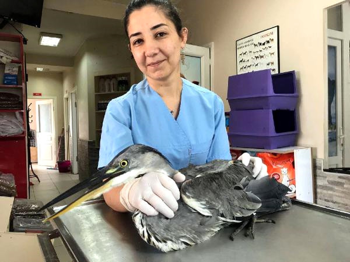 Zonguldak\'ta Gri Balıkçıl Kuşunun Kırık Kanadına Platin Takıldı