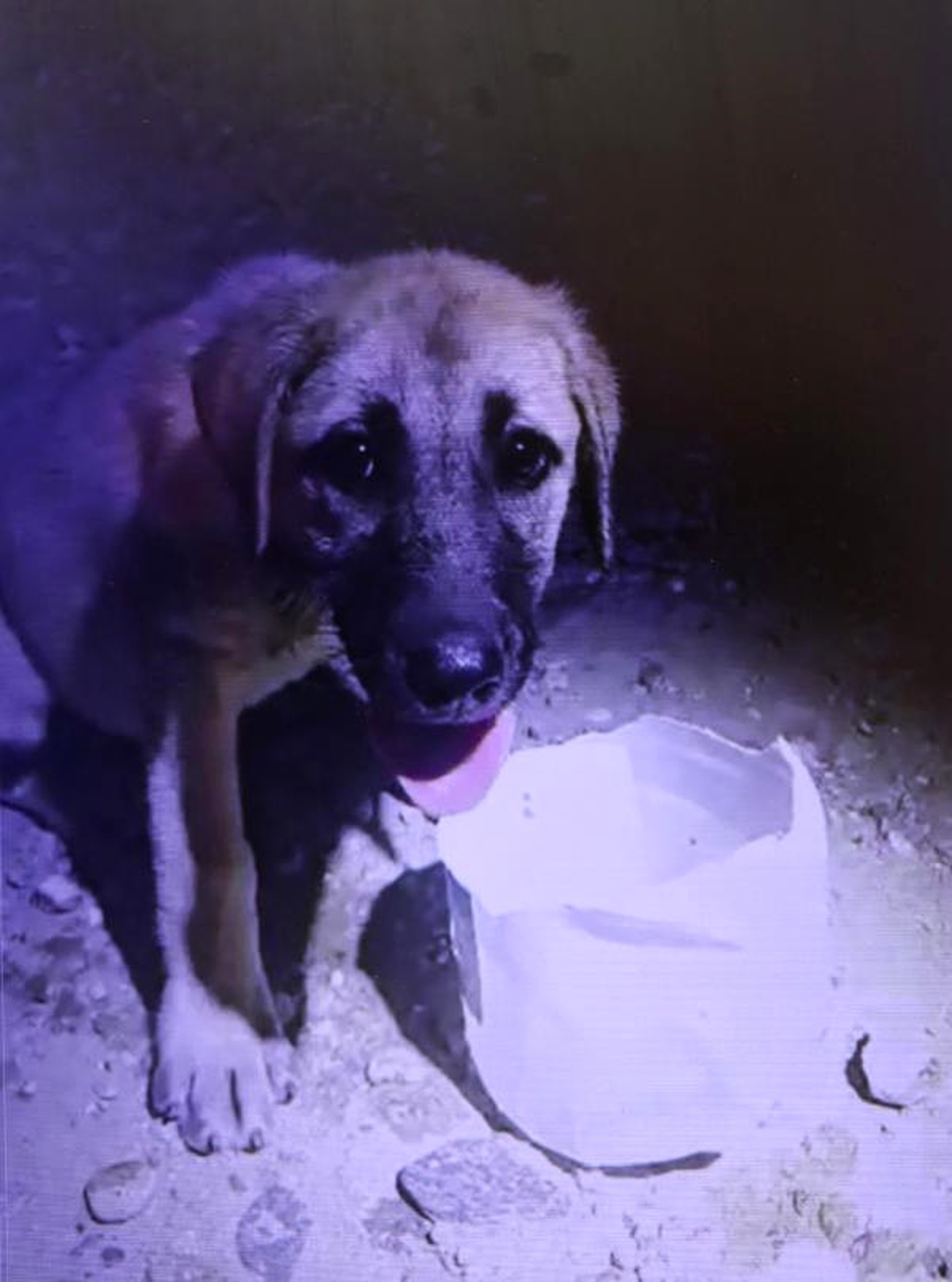 Başı Bidona Sıkışan Köpeği İtfaiye Kurtardı - Denizli