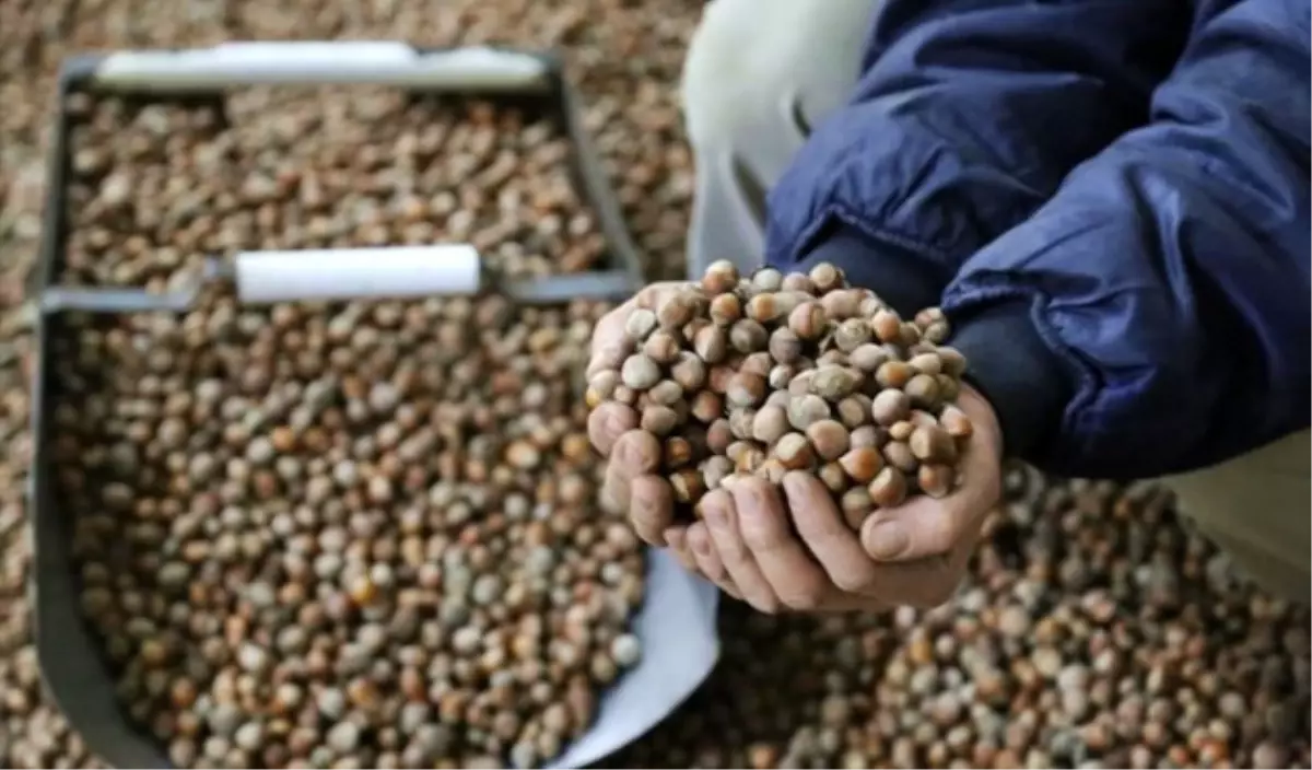 Batı Karadeniz\'de Fındık Hasadı Başladı