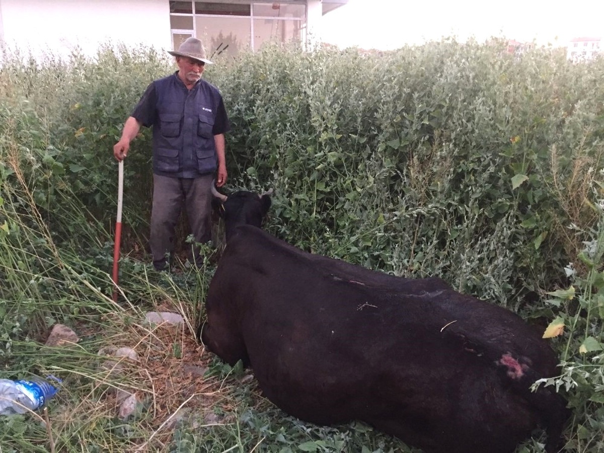 İnek Sahibinin Gözü Önünde Su Kuyusuna Düştü