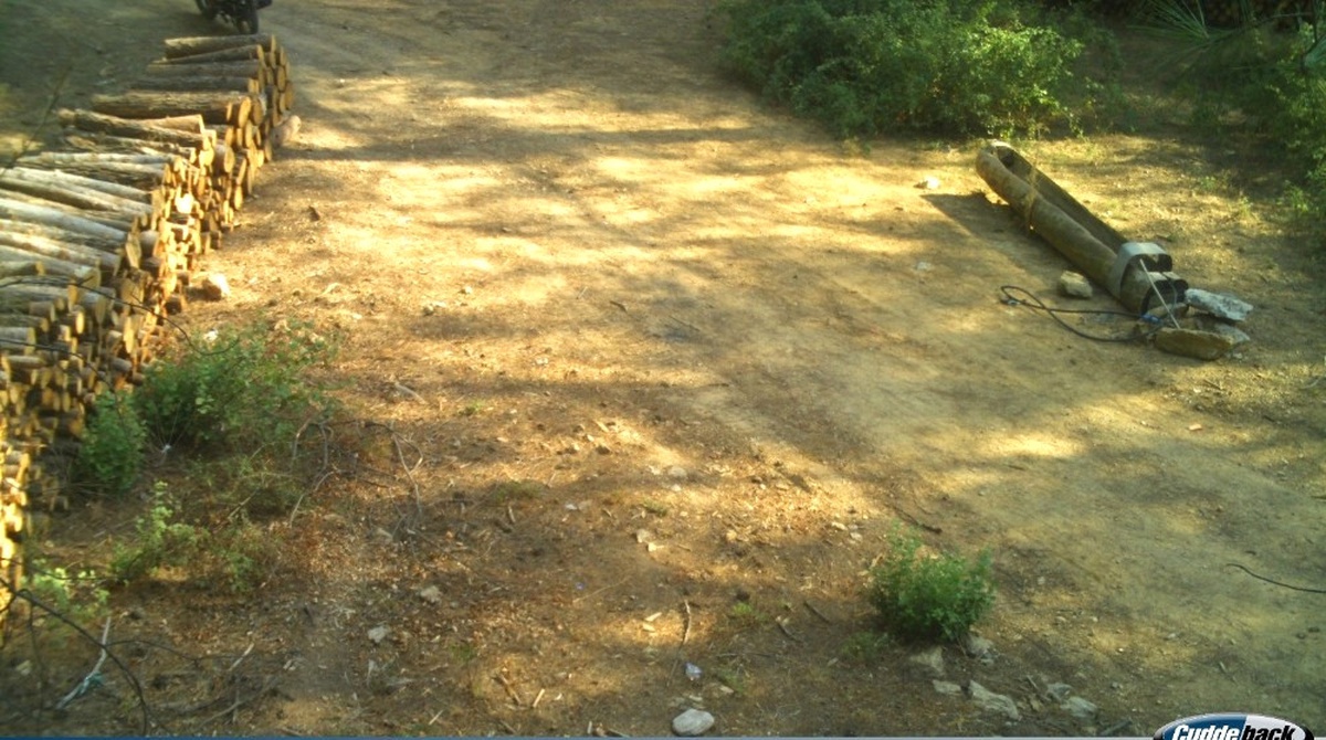 Odun Hırsızı Fotokapana Yakalandı