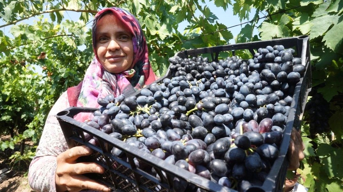 Sarıgöl\'de Her Türlü Üzüm Çeşidi Bulunuyor