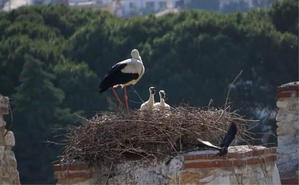 Selçuk\'ta 2. Leylek ve Doğal Yaşam Kültürü Festivali Başladı