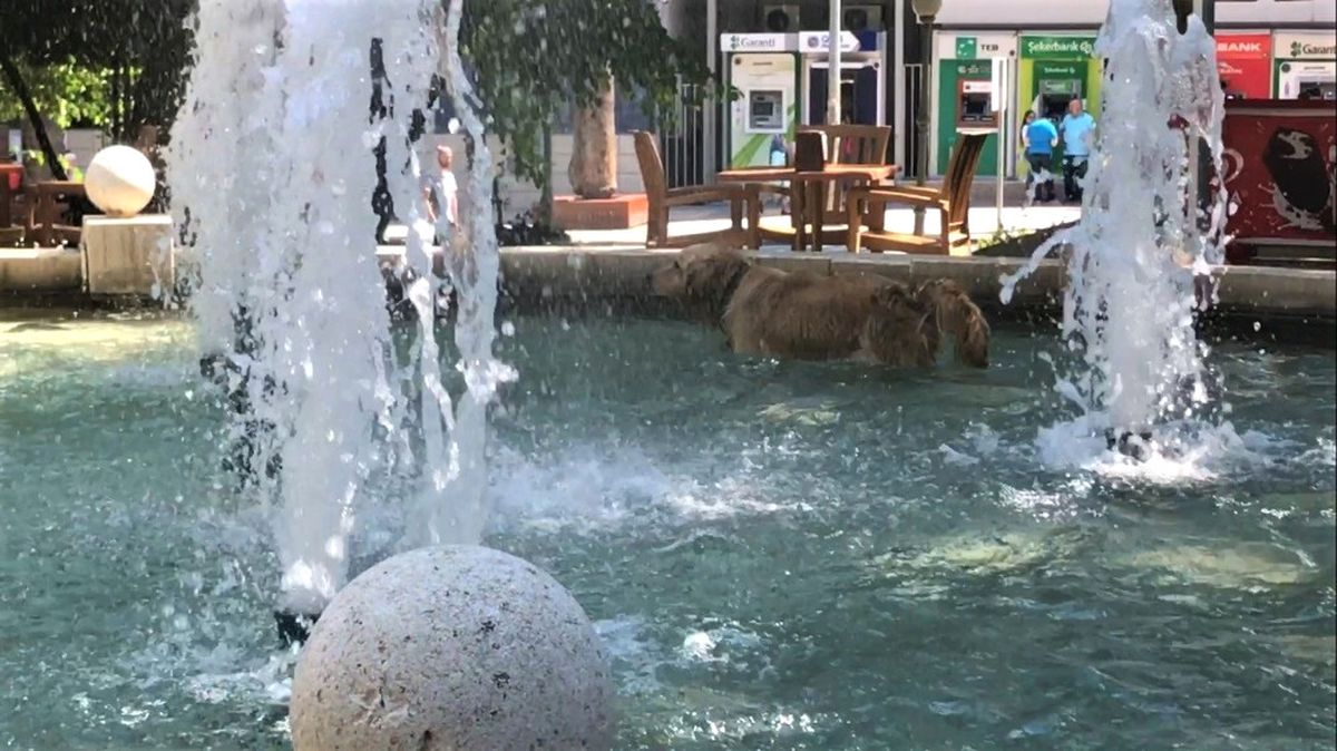Sıcaktan Bunalan Köpek Süs Havuzuna Girdi