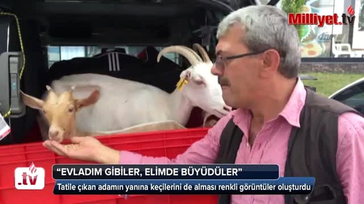 Yanından Ayırmadığı Keçileri ile Tatile Çıktı