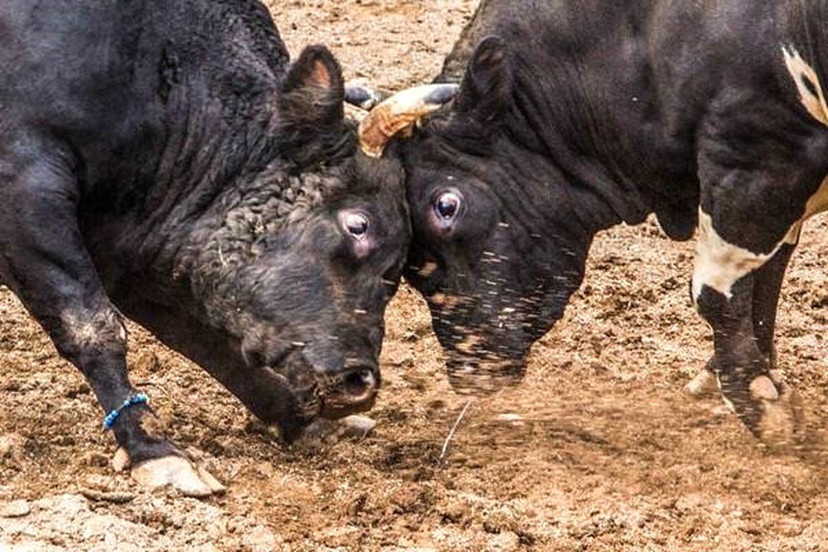 Artvin Kafkasör Türkiye Boğa Güreşleri Şampiyonası