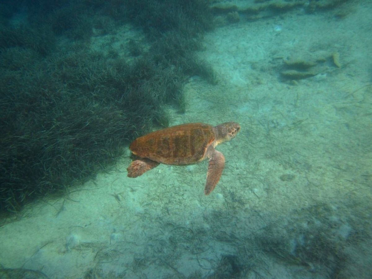 Denizciler Derneği Başkanı Caretta Caretta Saldırısına Uğradı