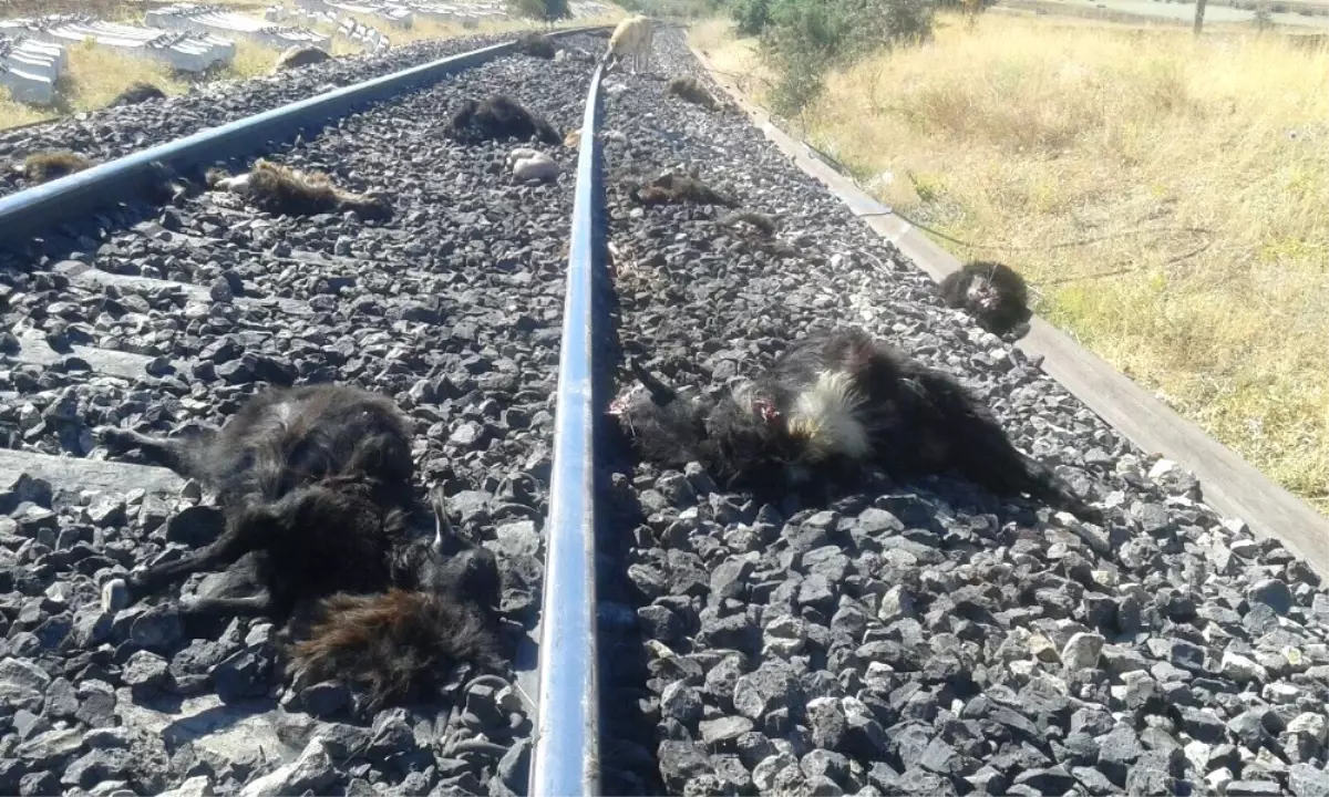 Elazığ\'da Demir Yolundan Geçen Sürüye Tren Çarptı, 90 Keçi Telef Oldu