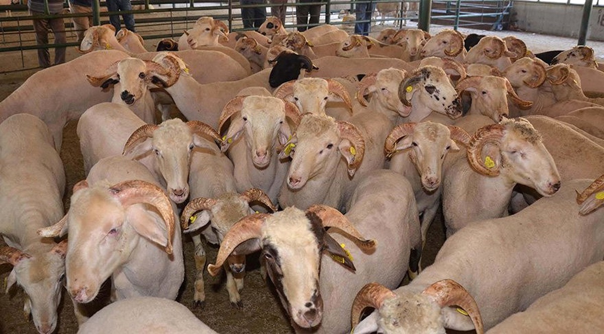Kurban Keseceklere Önemli Uyarı! Zarar 20 Milyon Lira